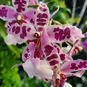 Meet your Posher, Adrianne